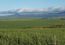 R189 million profit for OVK through diversification R189 million profit for OVK through diversification