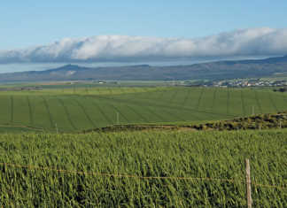 R189 million profit for OVK through diversification R189 million profit for OVK through diversification