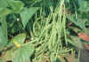 Over-stimulating vegetative growth Good fruit set depends on not over-stimulating vegetative growth.