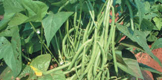Good fruit set depends on not over-stimulating vegetative growth.