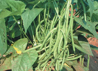 Good fruit set depends on not over-stimulating vegetative growth.