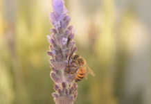 SA honey production on a downward spiral SA honey production on a downward spiral