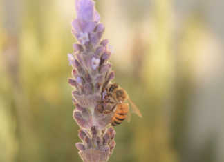 SA honey production on a downward spiral