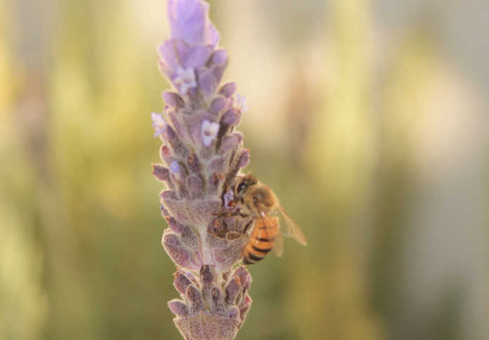 SA honey production on a downward spiral