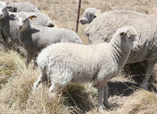 Australia’s mutton may soon be lamb