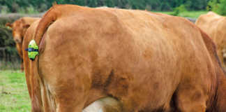 4 useful phone apps and technoogy for herd management