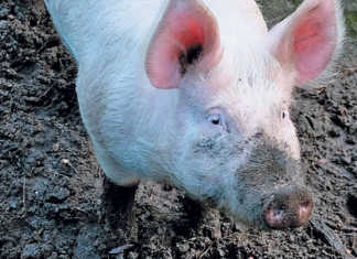 Understanding the role of the boar in breeding