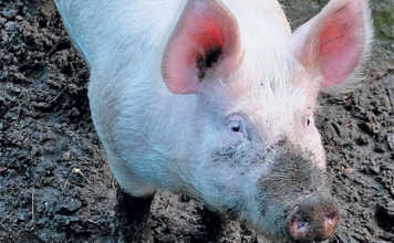 Understanding the role of the boar in breeding