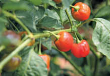 Success with sweet piquanté peppers