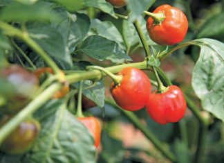 Success with sweet piquanté peppers