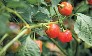 Success with sweet piquanté peppers