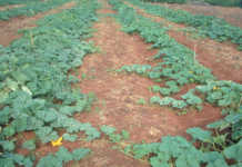 Spacing, competition & yield Spacing, competition & yield