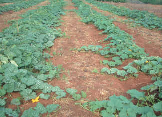 Spacing, competition & yield