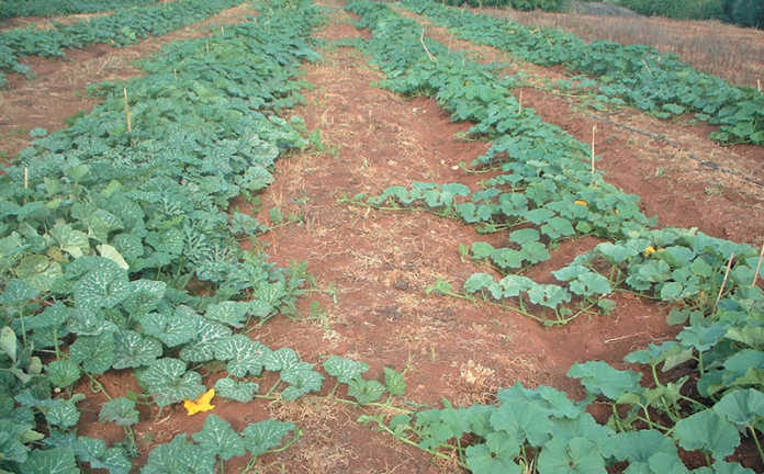 Spacing, competition & yield