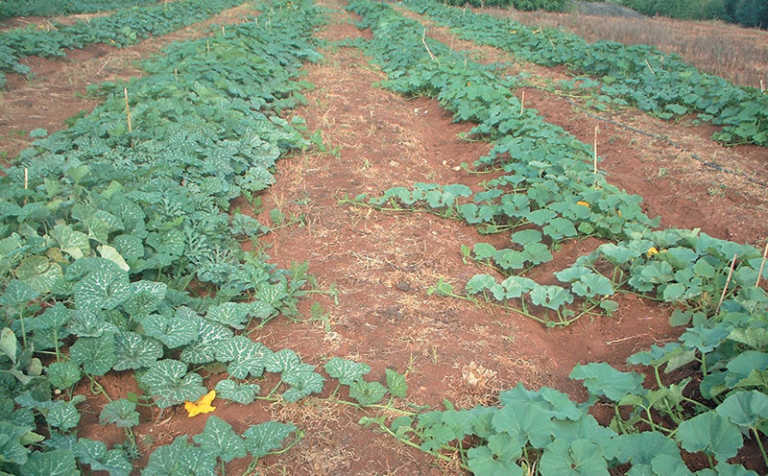 Spacing, competition & yield Spacing, competition & yield