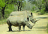 Rhino horn auction to go ahead, but bidding delayed