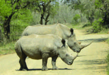 Rhino horn auction to go ahead, but bidding delayed