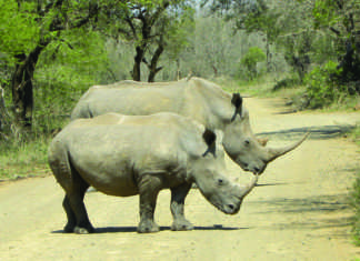 Rhino horn auction to go ahead, but bidding delayed