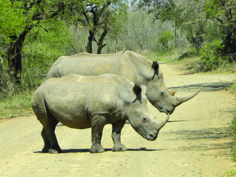 Rhino horn auction to go ahead, but bidding delayed Rhino horn auction to go ahead, but bidding delayed