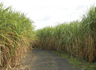 Brazil gives GM sugarcane a go