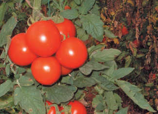 Leafy crop vs fruiting crop the balancing act