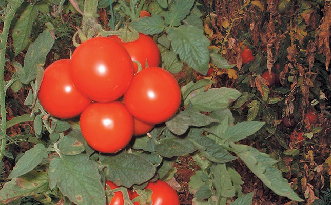 Leafy crop vs fruiting crop the balancing act Leafy crop vs fruiting crop the balancing act