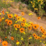 Clanwilliam Wild flower show cancelled due to drought