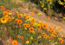 Clanwilliam Wild flower show cancelled due to drought