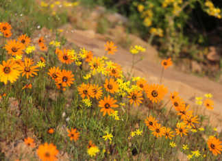 Clanwilliam Wild flower show cancelled due to drought
