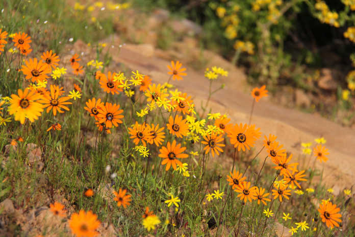 Clanwilliam Wild flower show cancelled due to drought