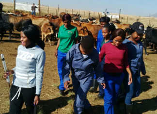 Linda Zwane, empowering women farmers in Mpumalanga