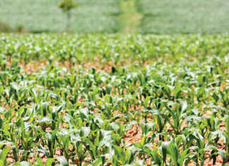 Zimbabwe farmers launch compensation rights group Zimbabwe farmers launch compensation rights group
