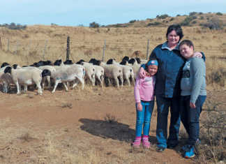 Veld rearing & good dam selection: key to top Dorpers