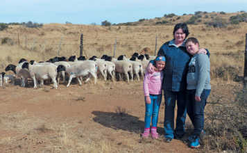 Veld rearing & good dam selection: key to top Dorpers Veld rearing & good dam selection: key to top Dorpers