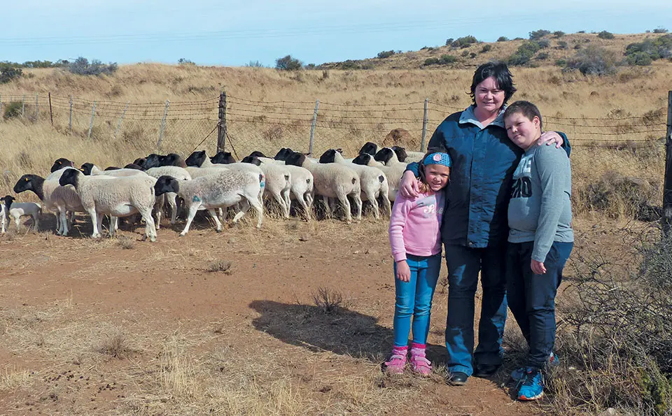 Veld rearing & good dam selection: key to top Dorpers