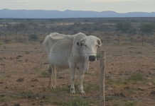 Help requested for farmers in ‘critically dry’ Eastern Cape