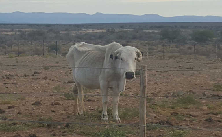 Help requested for ‘critically dry’ Eastern Cape Help requested for ‘critically dry’ Eastern Cape