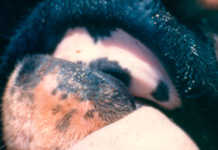 Foot-and-mouth outbreak could cost SA billions FMD1