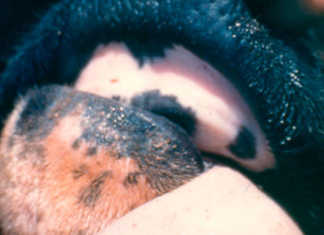 Foot-and-mouth outbreak could cost SA billions FMD1