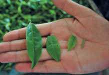 Learn the basics of growing tea