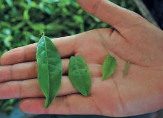 Learn the basics of growing tea