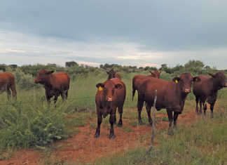 Namibia’s top Santa Gertrudis stud