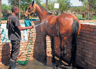 Keeping your horse clean