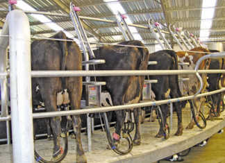 Milking-Cows