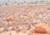 Drought in the Northern Cape spreads Northern-Cape