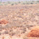Northern-Cape