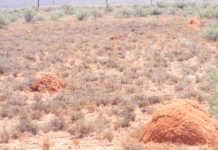 Drought in the Northern Cape spreads Northern-Cape