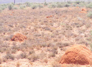 Drought in the Northern Cape spreads Northern-Cape