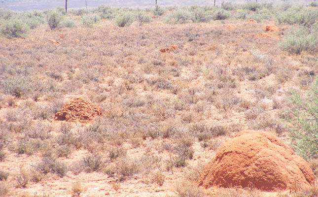 Drought in the Northern Cape spreads Drought in the Northern Cape spreads