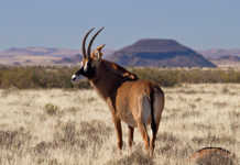 New school proposed for commercial game producers